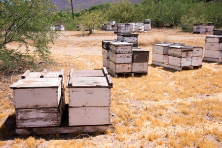 Beehives attract tens of thousands of honey bees in a rural fieldの写真素材