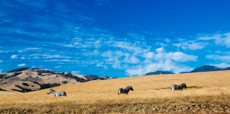 African Zebras graze in a California meadow along the Big Sur coastline の写真素材