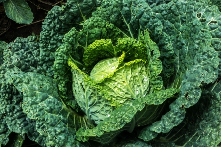 Healthy head of fancy cabbage with morning water droplets growing on a farmの写真素材