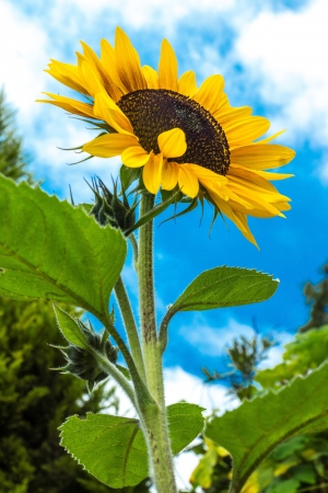 A California sunflower stands proudly against the blue summer skyの写真素材