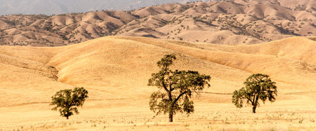 Live oak trees dot the landscape in arid Central California