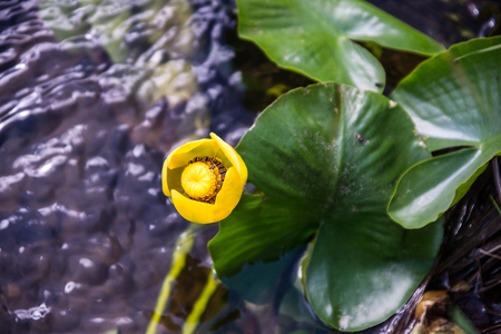 Brilliant yellow water lily blossoms are an unexpected surprise in Yellowstone Park.の写真素材