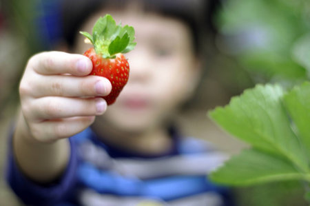 A kid holding a red fresh strawberryの素材