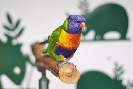 Colorful vibrant bird.の素材