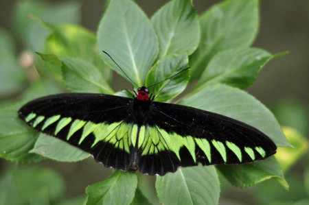 Big butterflyの素材