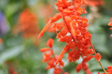 Red floweesの素材