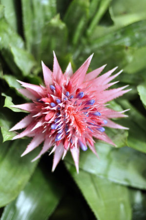 Rare flowerの素材