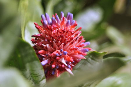 God knows what flowerの素材