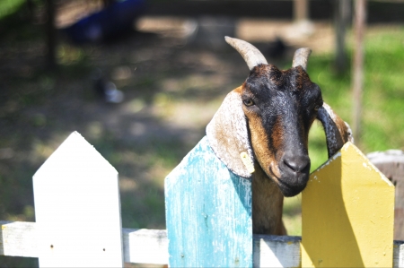 Funny Goat の素材