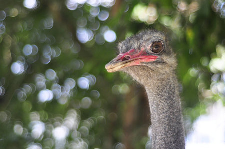 Australian Ostrichの素材