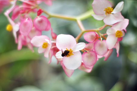 Freesia flowerの素材