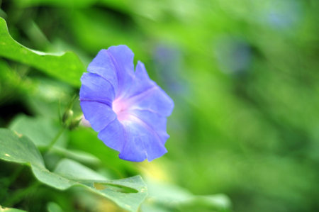 Forget me not flowerの素材