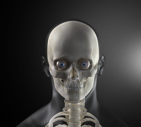 Male Human Head X-ray Front view