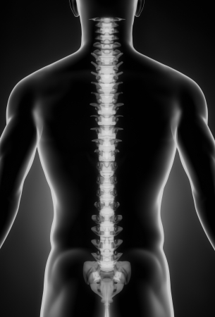 Human spine posterior viewの写真素材
