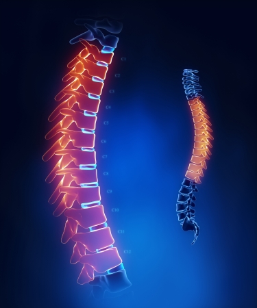 Thoracic spine anatomy in blue detailの写真素材