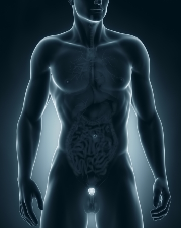 Man prostate anatomy anterior viewの写真素材