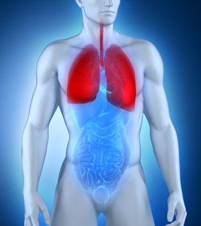 Male respiratory system anatomyの写真素材