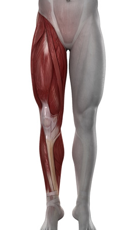 Male leg muscles anatomy isolatedの写真素材