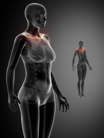 Clavicle anatomyの写真素材