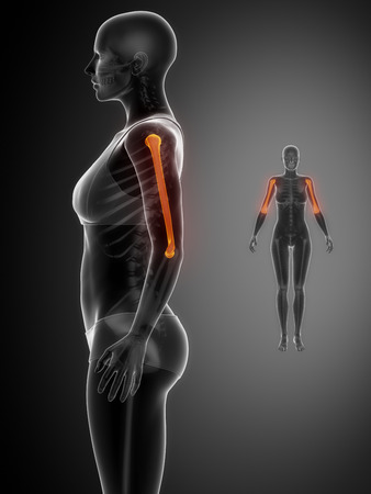 HUMERUS black x--ray bone scanの写真素材