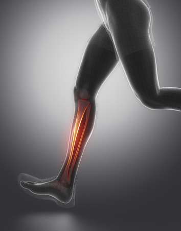 Tibia fibula anatomyの写真素材