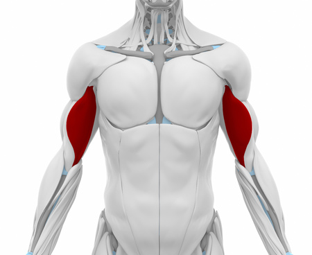 Biceps brachii - Muscles anatomy mapの写真素材