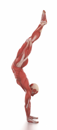 Anatomy muscle map white isolated - warm up poseの写真素材