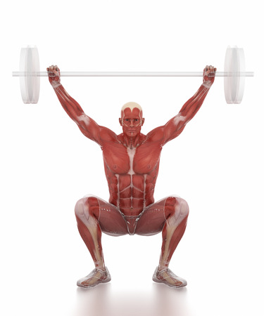 Anatomy muscle map white isolated - weightlifting warm upの写真素材