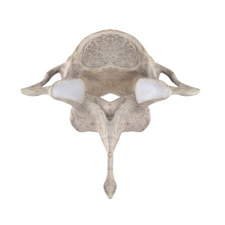 C7 Cervical vertebra isolated on white top superior viewの写真素材