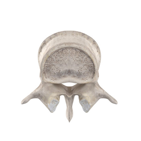 L1 Lumbar vertebra isolated on white top superior view