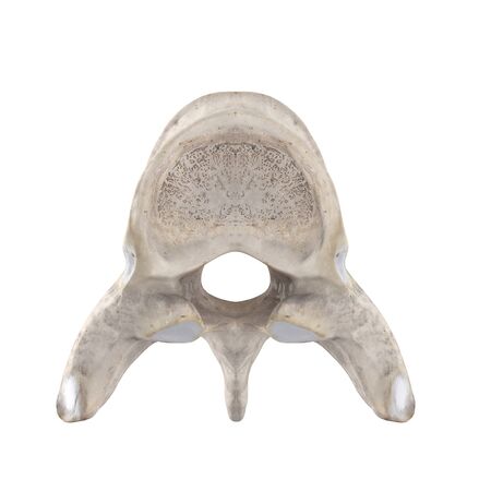 T7 Thoracic vertebra isolated on white top superior viewの写真素材