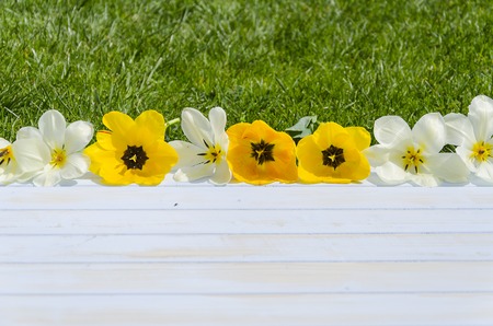 Flowers, tulips on a light wooden  and grass background. romantic picture top view.の写真素材