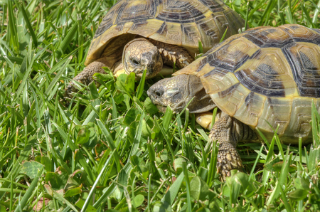 Two turtles on the grass. Tilt up viewの写真素材