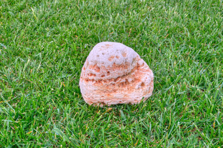 Stone on  the gree grass close-up. Porous stone