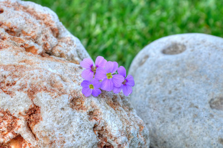 Flower in the stone with greengrass background. Stone on  the gree grass close-up. Porous stone