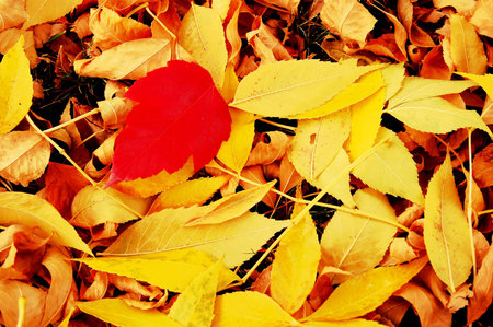 A loan red autumnal leaf surrounded by yellow onesの写真素材