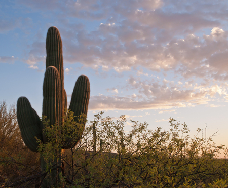 A saguaro cactus with underbrush in Catalina State park in Arizona under a beautiful morning skyの写真素材