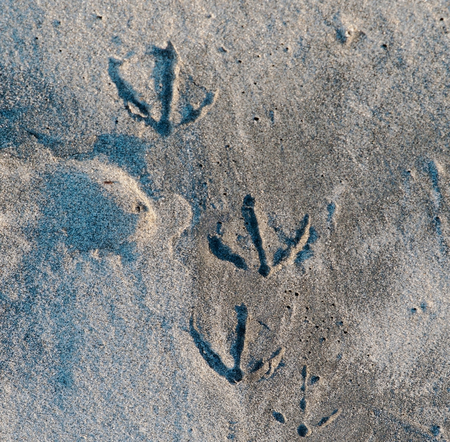 Several seagull footprints in the sand on a Pacific ocean beach in southern California, USAの写真素材