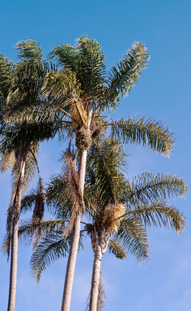 Looking up at several palm trees with a bright blue cloudless sky behind itの写真素材