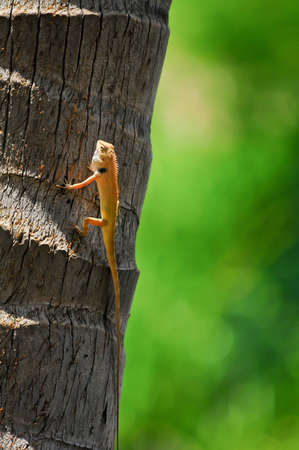 Dragon catch on coconut の写真素材