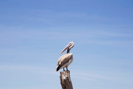 Lonely bird.の写真素材