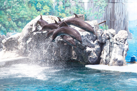 Dolphin show.の写真素材