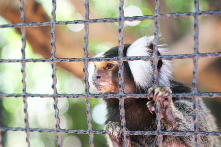 Marmoset in cage