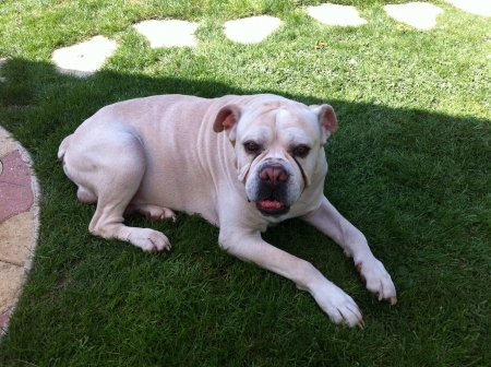 White dog cane corso italianoの素材