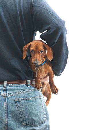 A man wearing jeans facing away from the camera, with a miniature Dachshund, being held, facing towards the camera, isolated on white.の写真素材