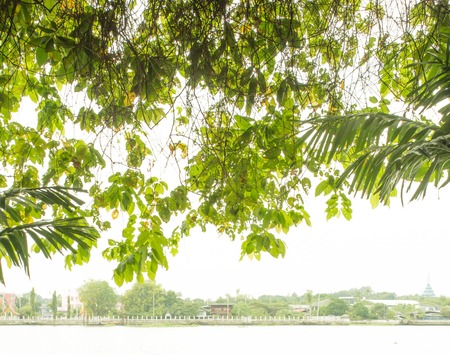 big tree of luxury hotel at riverの写真素材