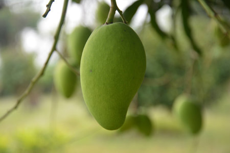 Mangoの写真素材