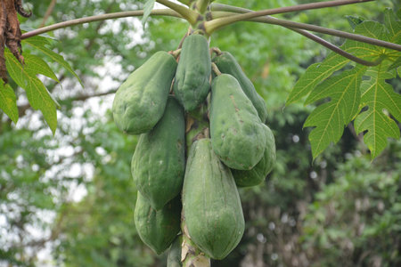 Green papaya on the treeの写真素材