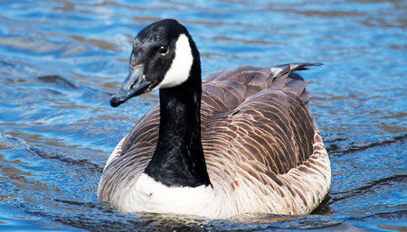 A Canadian Goose swimming in Belmont Lake on Long Island, NYの写真素材