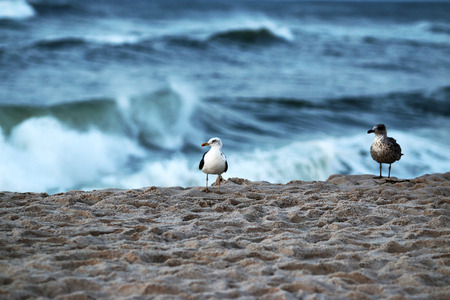 Two seagulls stand at the waters edge as the waves crash behind themの写真素材